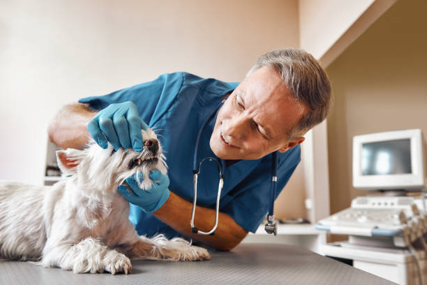 Best Walk-In Emergency Dental Services in Lealman, FL